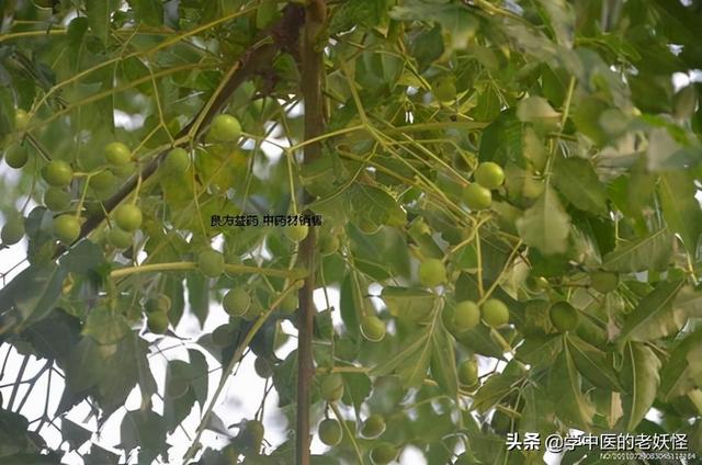 每天学习一味中药——苦楝皮