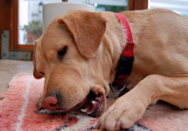 狗狗总是呕吐又吐不出来怎么回事(狗狗老是要吐还吐不出来)-艾拉养犬