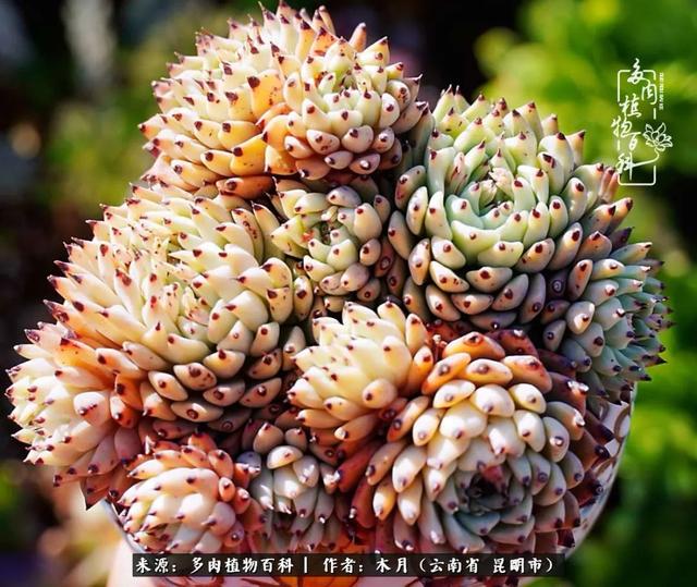 安康石英砂洗砂机厂家电话