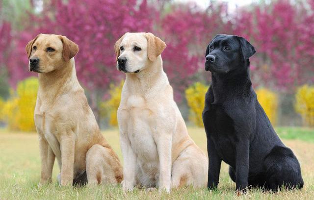 大型犬品种大全带图 有名的大型犬 营销圈