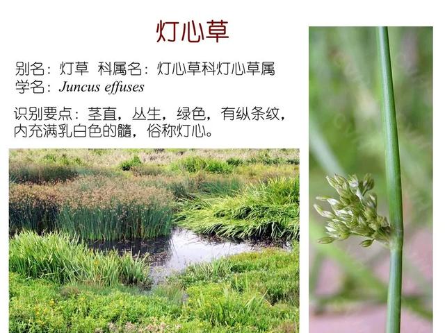 水生植物 水生植物（水生植物种植施工方案） 生活