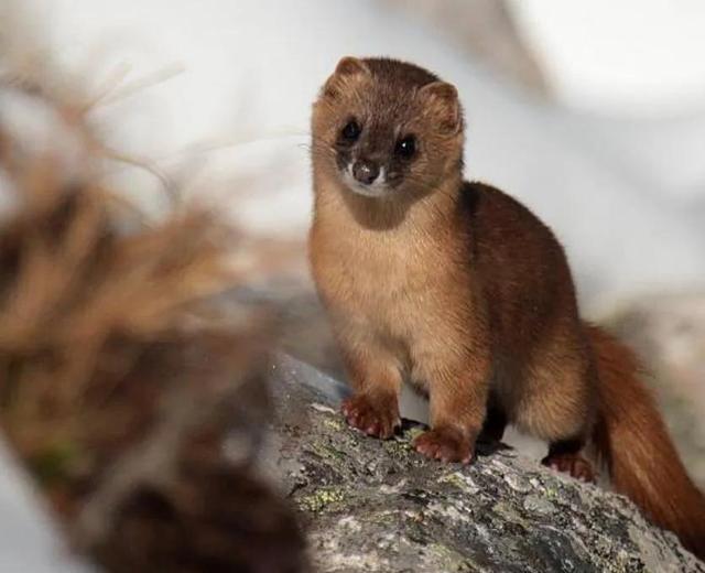 黄鼠狼进家是好事吗? 看见黄鼠狼有什么预兆