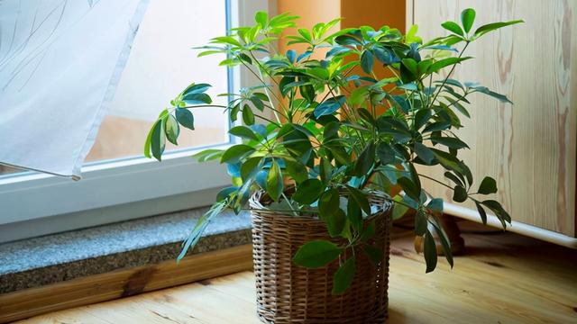 客厅过道放什么绿植好(客厅过道植物摆放)