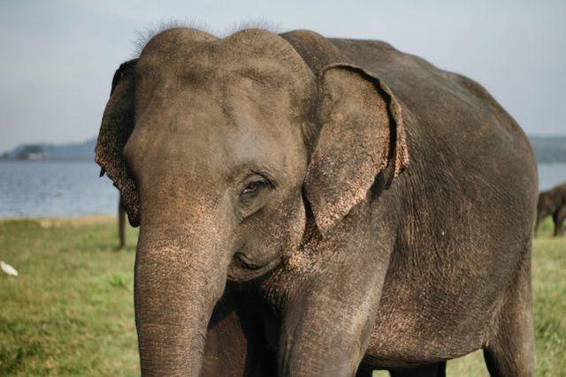 斯里兰卡禁止“醉驾”大象，斯里兰卡禁止“醉驾”大象，“打工象”有了新保护法