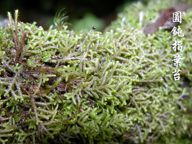 苔藓植物