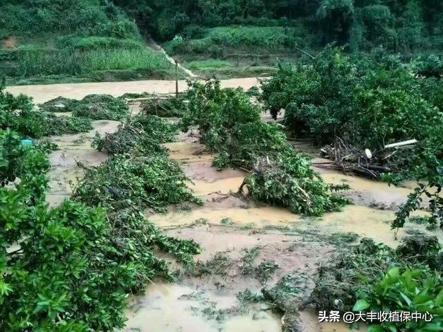 沤根、环割过度..柑橘树的10种死法，这些雷区不要踩6