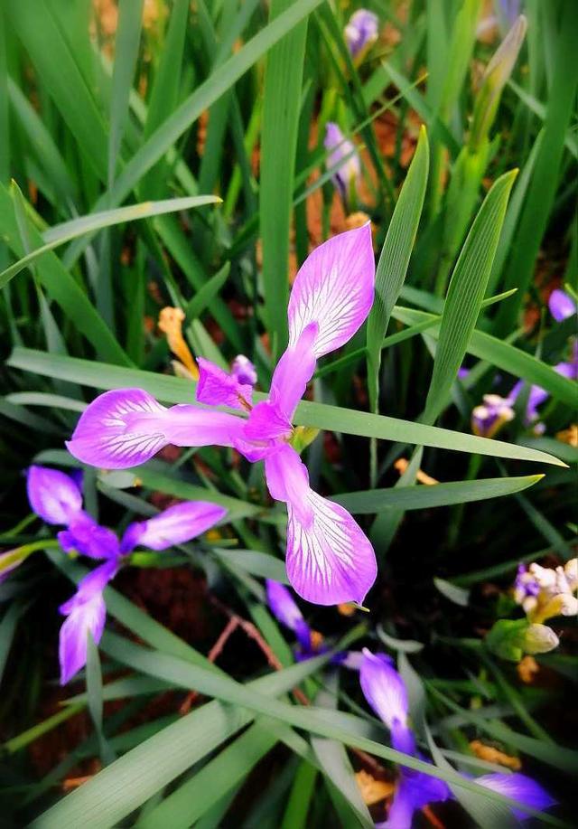 鸢尾花花语