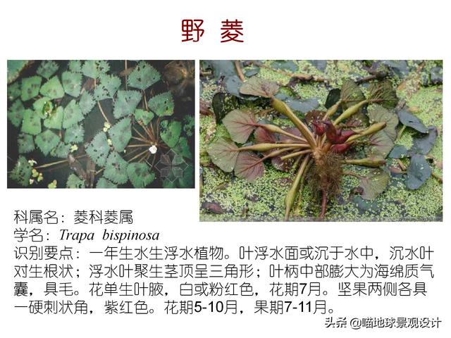常见水生植物