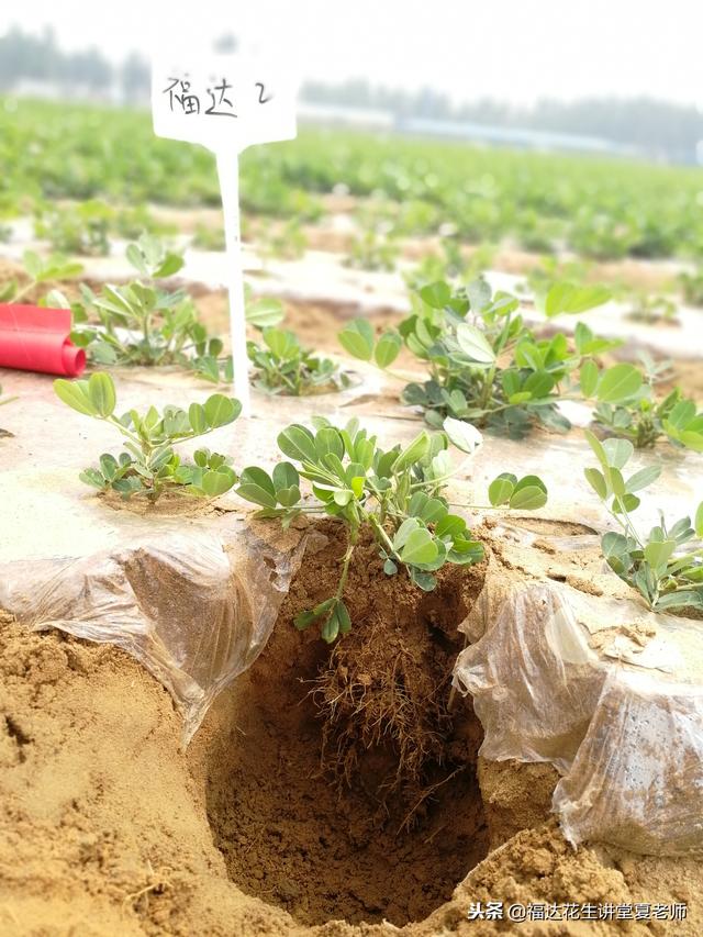 种了半辈子花生，不知道花生的根茎这样提供营养的