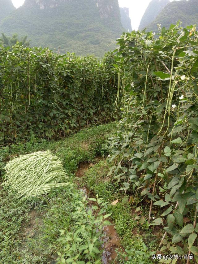 豆角化花是怎么回事