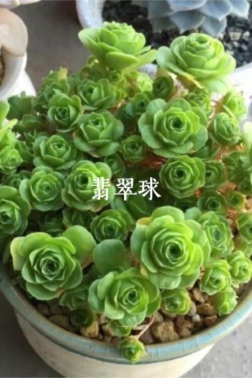 肉肉植物图片