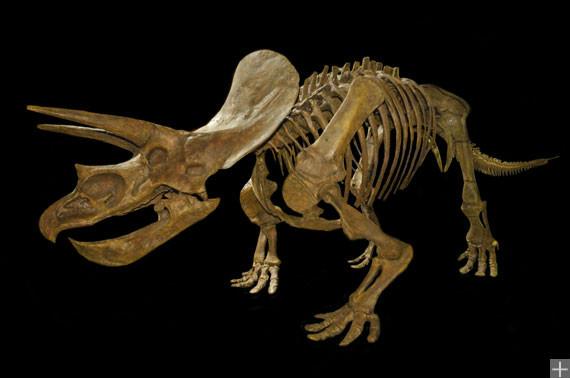 一,三角龙主要以什么为食物为主