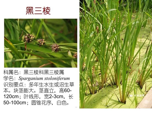 水生植物种类 水生植物种类（水生植物100种） 生活