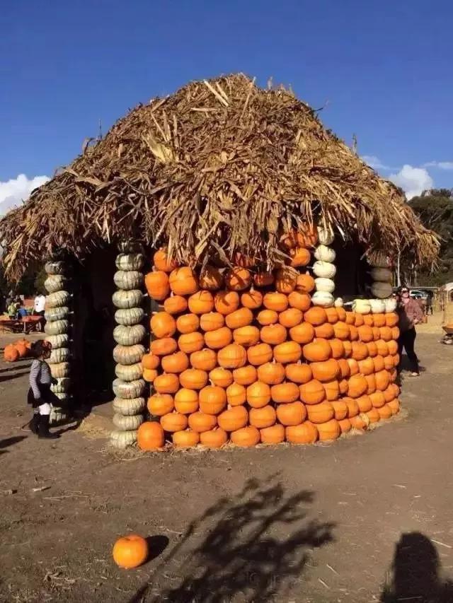 南瓜图片 南瓜图片（南瓜图片简笔画涂色） 生活