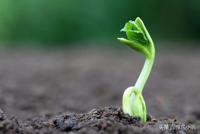 豇豆在定植以后出现黄叶落叶的情况是什么原因呢？怎么防治比较好3