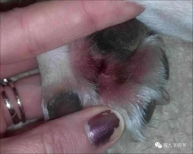 外阴表皮角化不全什么意思