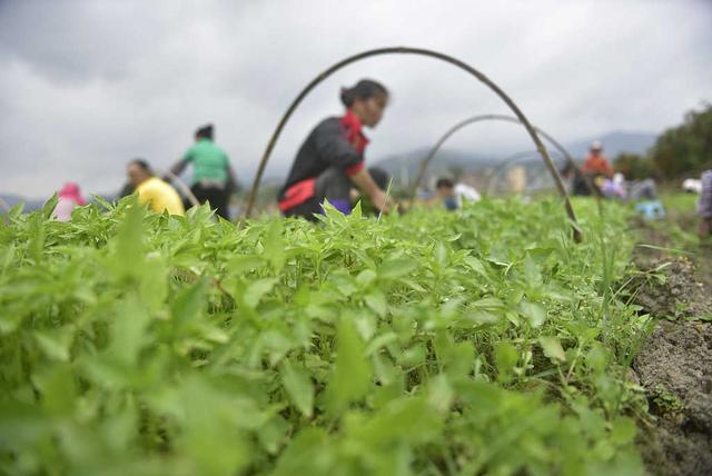 ​辣椒沤根长不大就枯萎，经常有这种表现1