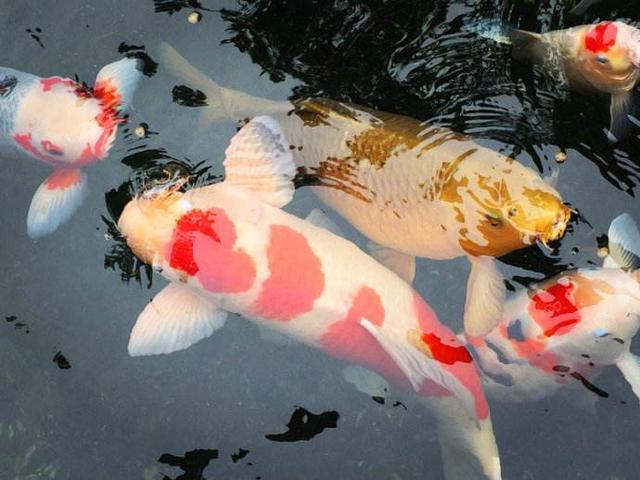 鱼鳞都烂了是咋回事了