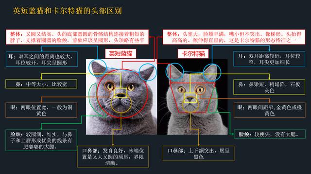 卡尔特猫