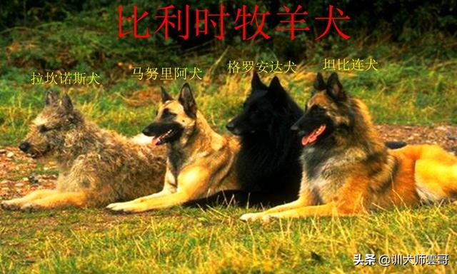 牧羊犬种类