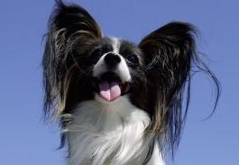 蝴蝶犬图片