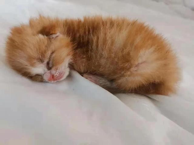 雷神山流浪小奶猫一年后成胖橘雷神山休舱一周年雷神喵陪着医护重返