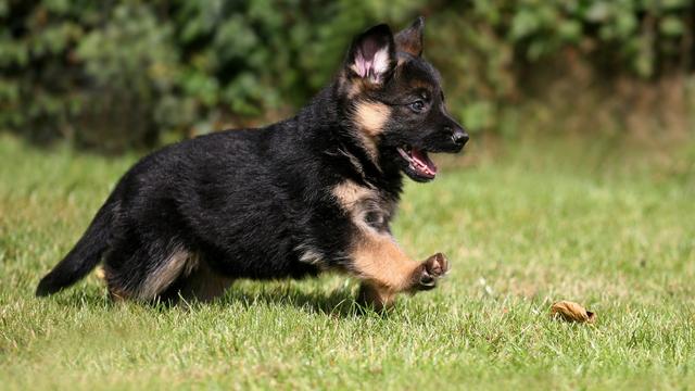 阿尔萨斯牧羊犬