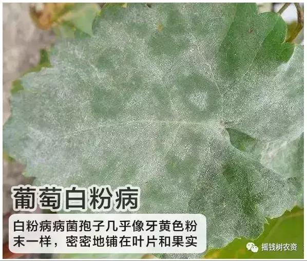 葡萄白粉病提早来袭！用什么药能治好呢？