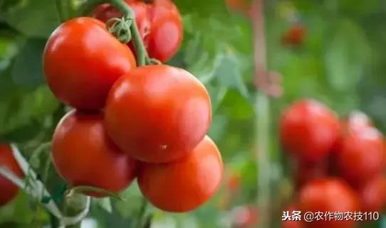 西红柿黄花点不住花的8种解决方法（建议收藏！）2