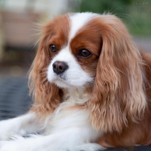 可卡犬图片