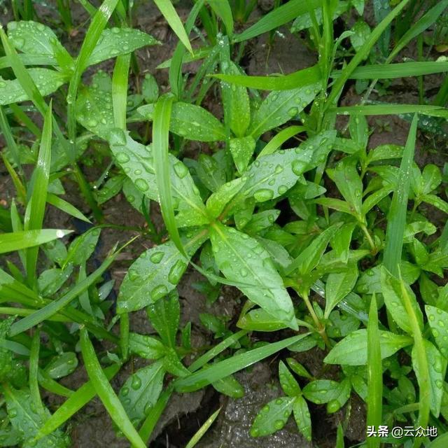 稻田杂草鳢肠，又名“止血草”，合理选用除草剂早防除2