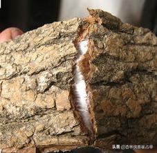 肩颈痛、腰腿痛、坐骨神经痛，孙思邈一个方子，帮你改善