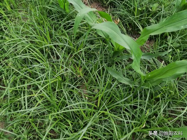 烟嘧磺隆这几个除草配方，玉米田使用，除草干净彻底，价格还便宜2