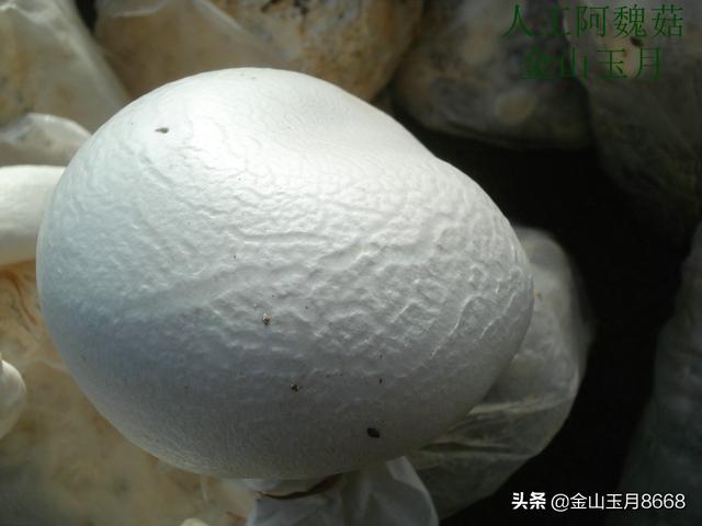 阿魏菇