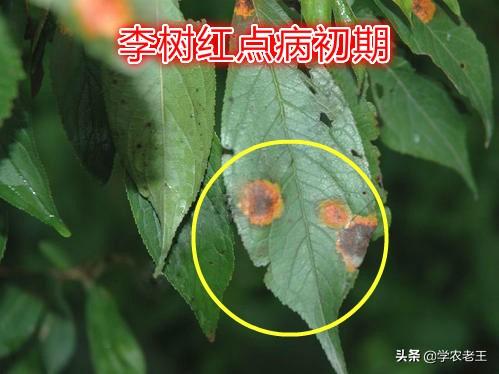 多雨季节，谨防李树红点病，严重可致早期落叶！从4方面讲解2