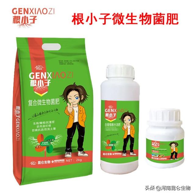 辣椒烂根怎么办？辣椒根腐防治用药有哪些？辣椒怎么抗重茬根腐？4