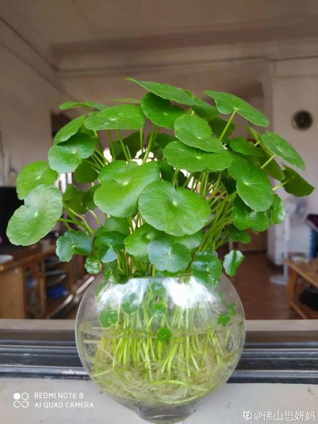 碰碰香有毒吗 碰碰香有毒吗（植物碰碰香有毒吗） 生活