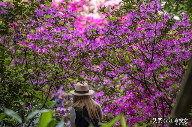 杜鹃花是否有毒