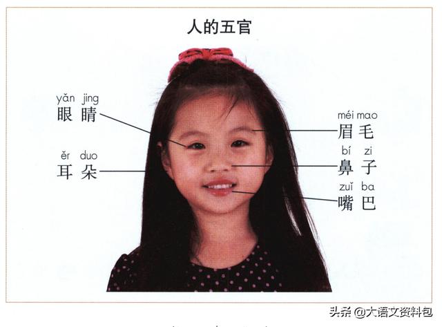 五官是指哪些部位五官的认识教案