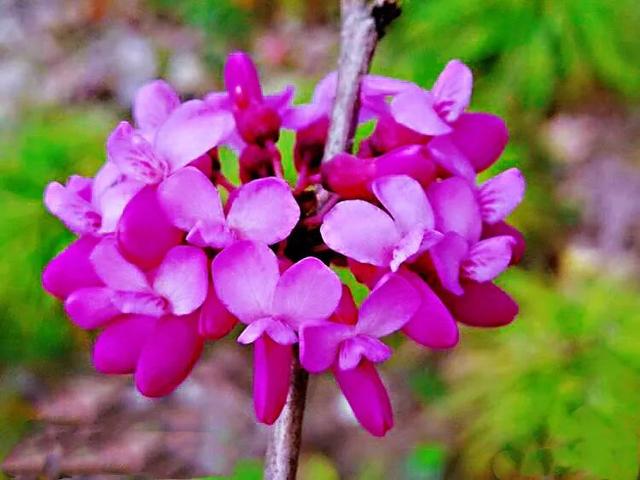 紫金花