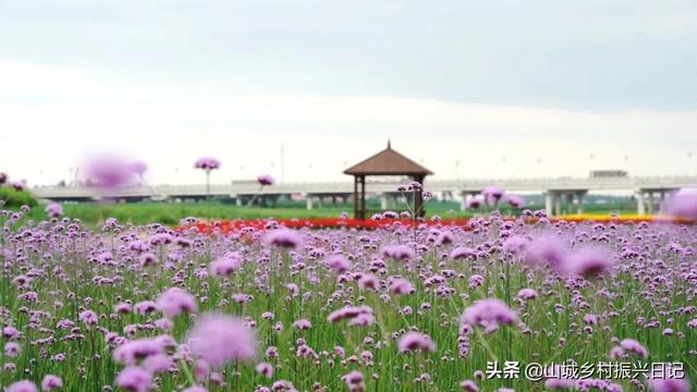 秋季赏花季 就来辉南辉发河滩涂花海吧 捕捉万紫千红的缤纷景色 全网搜