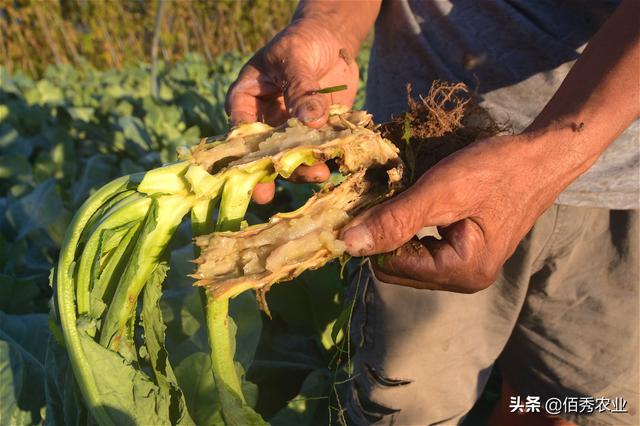 花椰菜进入结球期，易发生一种顽固病害，提前预防有技巧4