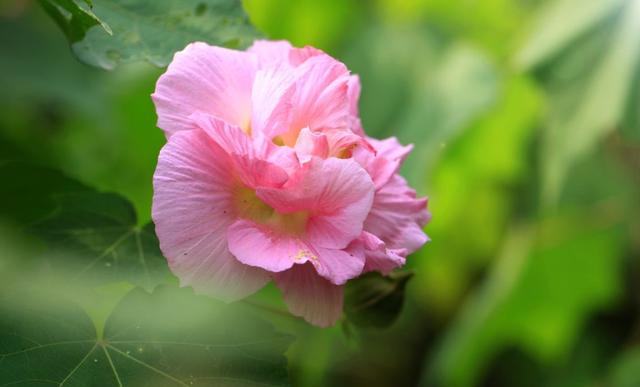 芙蓉花有几种