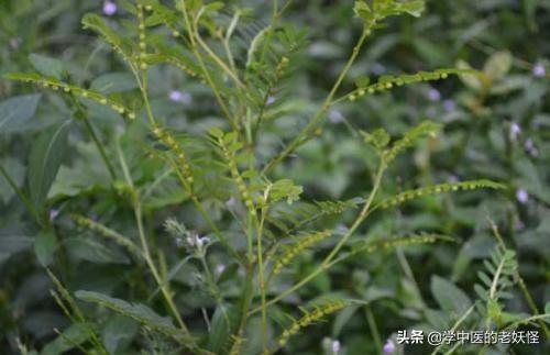 珍珠草