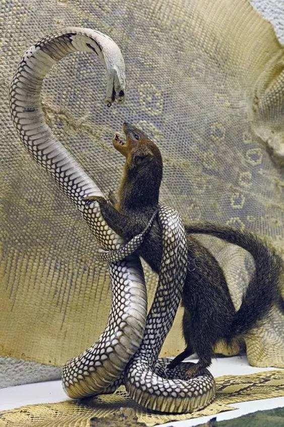 蛇獴战眼镜王蛇图片