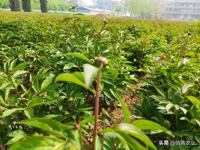 芍药**害虫难防治？抓住这个黄金时期灭虫，科学施药有技巧4