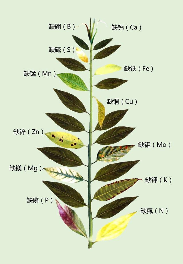 铁树叶子发黄 铁树叶子发黄（铁树叶子发黄怎么办） 生活