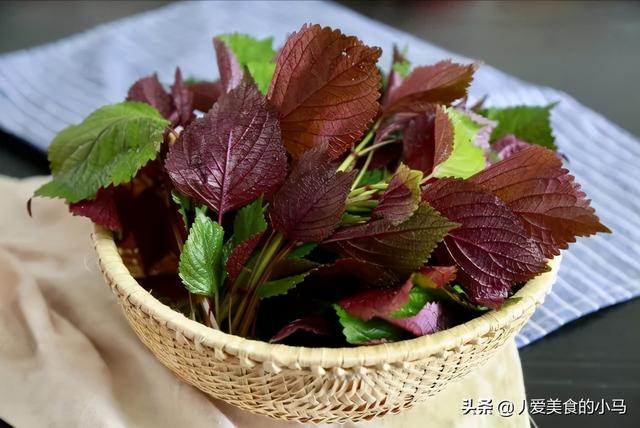 这个季节我们为什么不吃紫苏叶呢？为了健康，请您告知家人