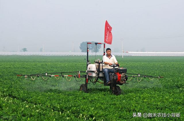 夏花生进入旺盛生长期，如何打药控旺最合理？一篇文章给你说明白7