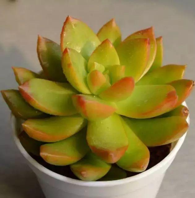 多肉植物图谱 多肉植物图谱
